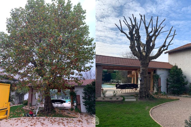 MOCKUP avant apres - BNF AMENAGEMEN- elagage arbre 1