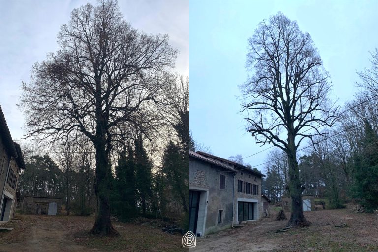 MOCKUP avant apres - BNF AMENAGEMENT - elagage arbre 2
